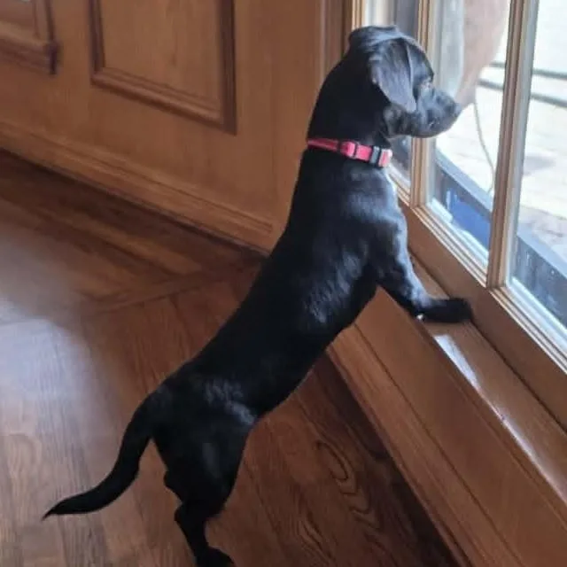 Gretchen thumbnail 4
