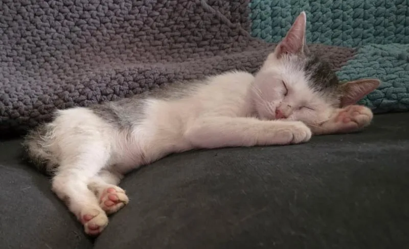 A baby small-sized female Domestic Short Hair cat named Frannie for adoption in Maitland, FL