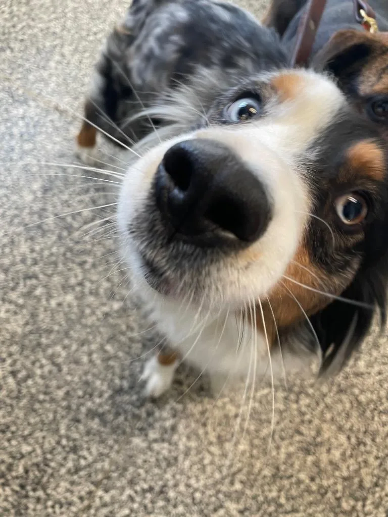 A young large-sized female Mixed Breed dog named Snow for adoption in Columbia, TN