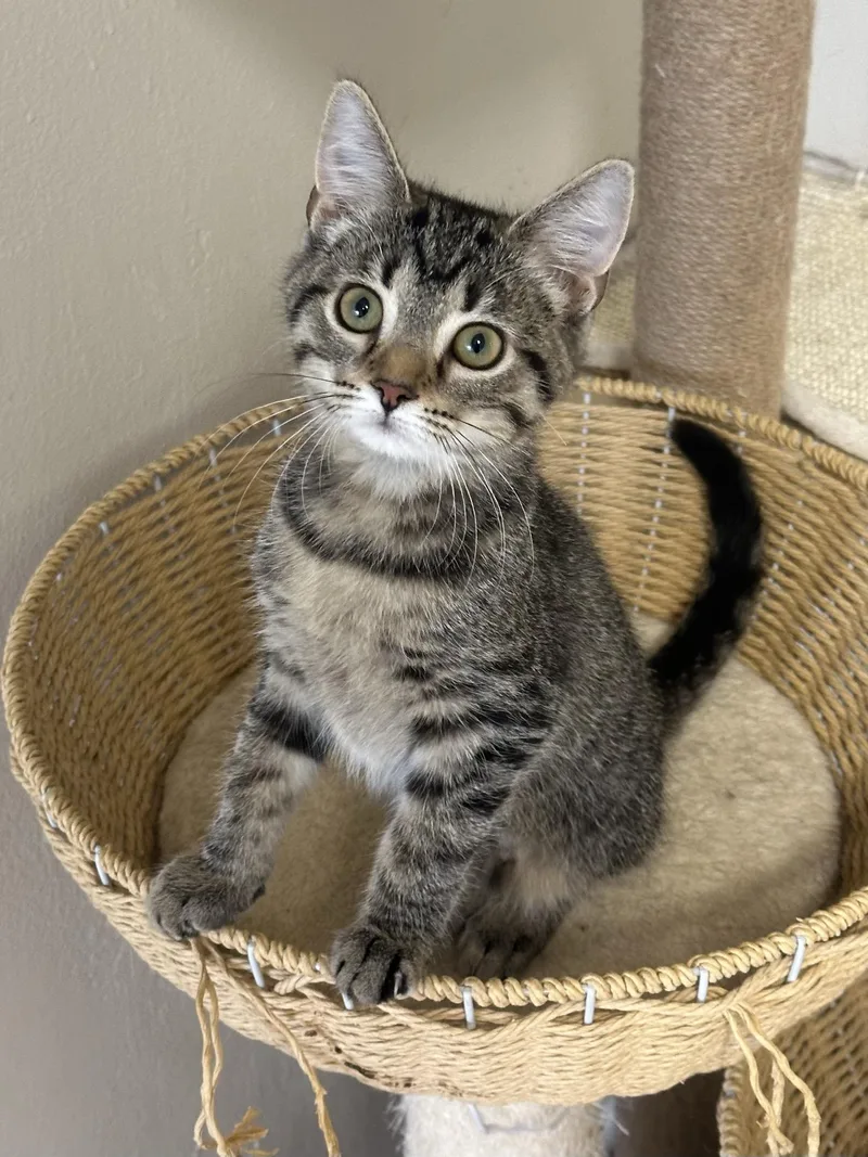 Artemis