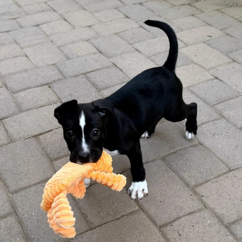 A baby medium-sized male Black Pit Bull Terrier dog named Scrappy for adoption in Chandler, AZ