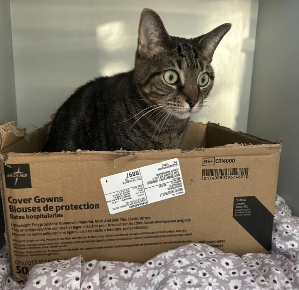 An adult medium-sized female Domestic Short Hair cat named Treasure Chest for adoption in Ridgewood, NY