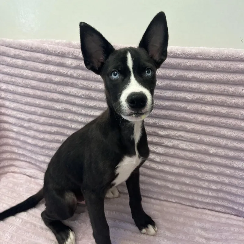 A baby medium-sized male Gray / Blue / Silver Husky dog named Todd for adoption in Las Vegas, NV
