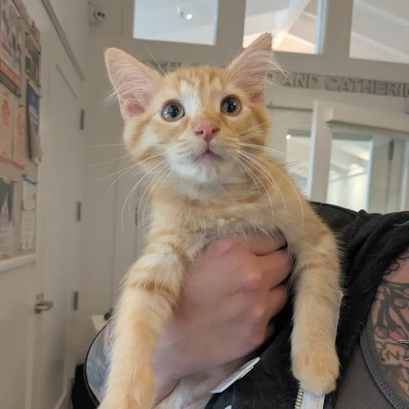 A baby small-sized male Domestic Short Hair cat named Yoshi for adoption in Los Angeles, CA