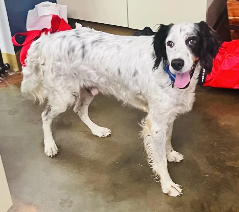 An adult medium-sized male Tricolor (Brown, Black, & White) English Setter dog named Edwick for adoption in Council Bluffs, IA