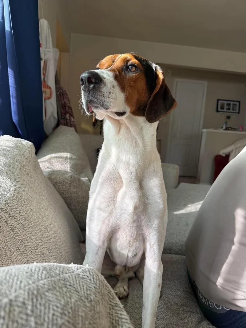 An adult medium-sized male Tricolor (Brown, Black, & White) Mixed Breed dog named Rocco for adoption in De Pere, WI
