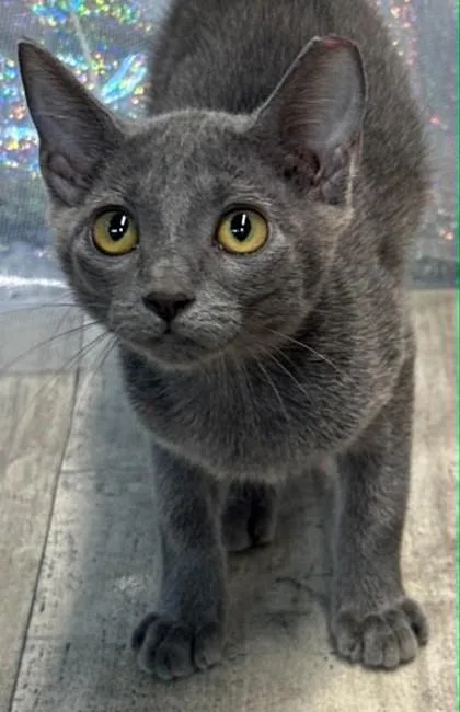 An adult small-sized female Domestic Short Hair cat named Dazzle for adoption in Shreveport, LA