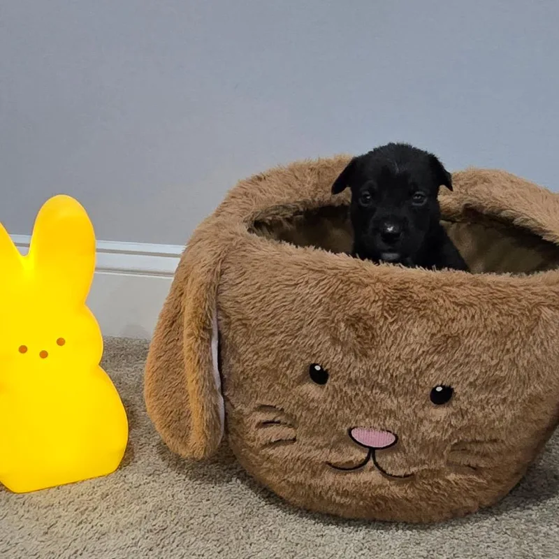 A baby small-sized male Black Husky dog named Ranger for adoption in Aberdeen, NC