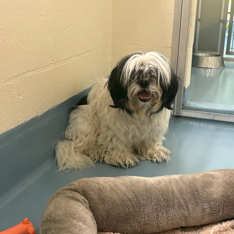 A senior small-sized female White / Cream Maltese dog named Morgan for adoption in Brockton, MA