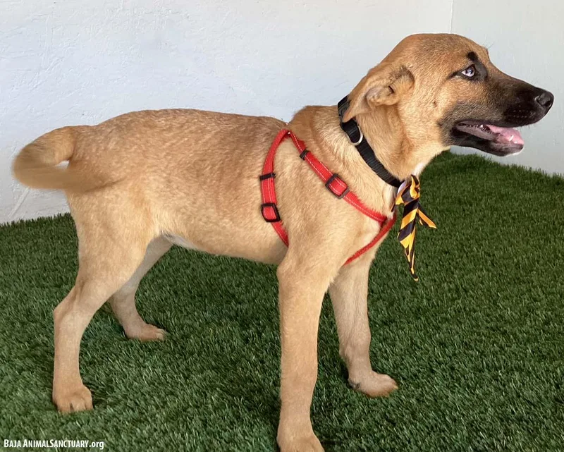 A baby medium-sized female Yellow / Tan / Blond / Fawn Belgian Shepherd / Malinois dog named Maxine for adoption in San Diego, CA