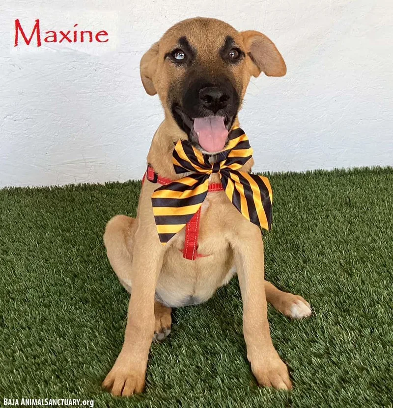 Maxine thumbnail 3