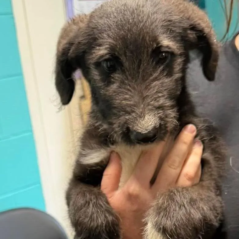 A baby small-sized female Mixed Breed dog named Zayla for adoption in Shinnston, WV