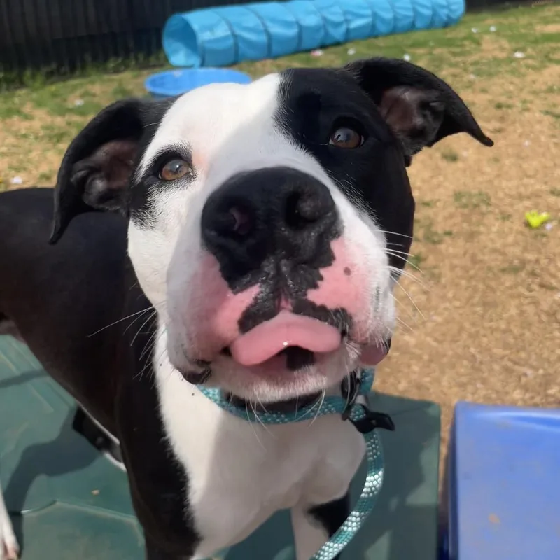 A young large-sized male Black Pit Bull Terrier dog named Mcgee for adoption in Roanoke, VA