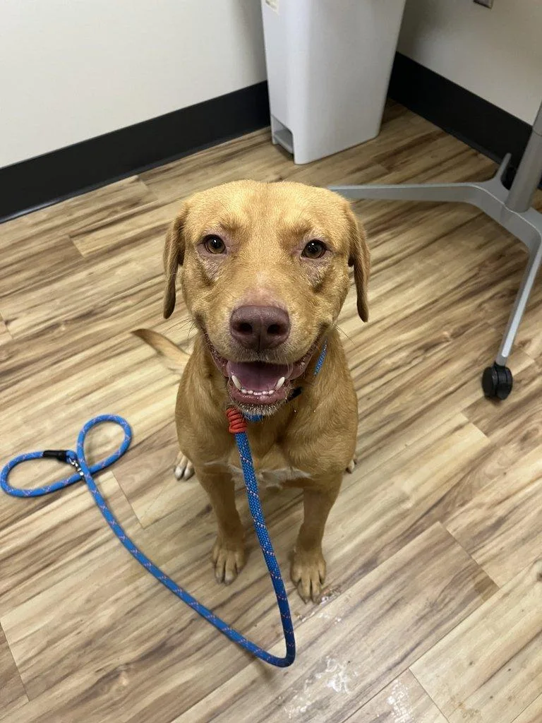 A young medium-sized male Yellow / Tan / Blond / Fawn Mixed Breed dog named Ember for adoption in Raleigh, NC