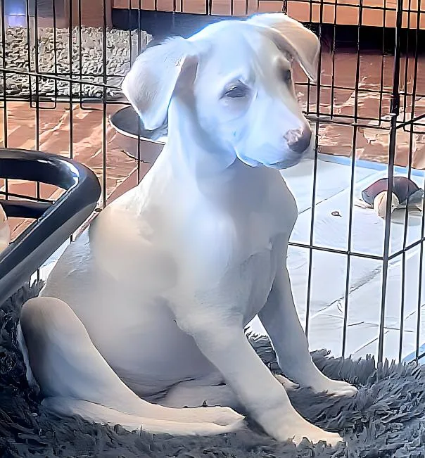 A young medium-sized female Labrador Retriever dog named Milkshake for adoption in Cottage Grove, MN