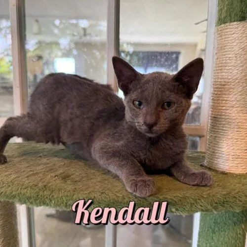 A baby small-sized female Smoke Domestic Short Hair cat named Kendall for adoption in Tampa, FL