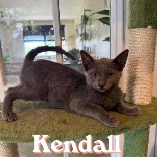 Kendall thumbnail 2