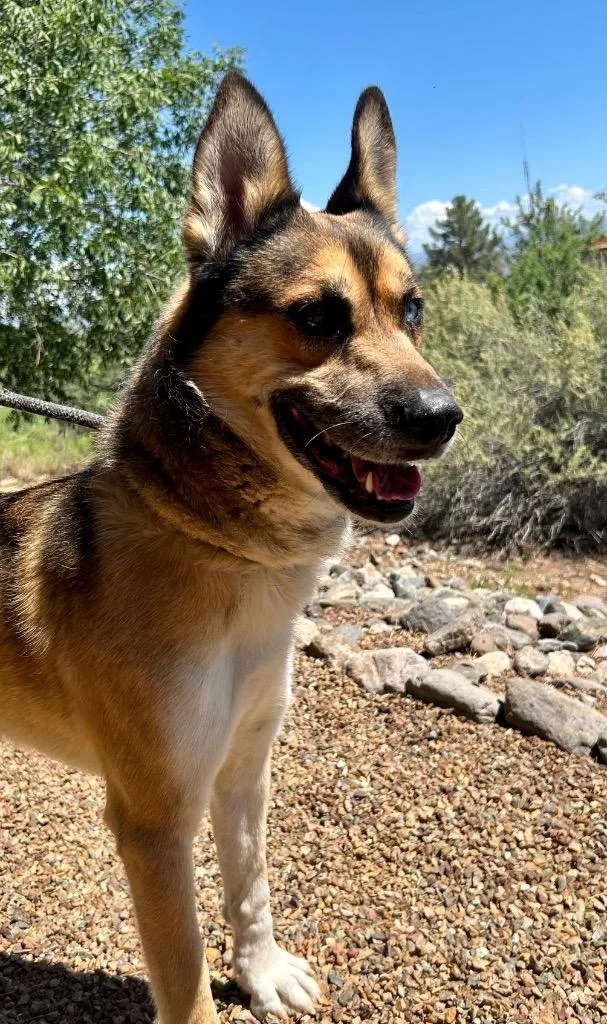 An adult large-sized male German Shepherd Dog dog named Bradley for adoption in Cottonwood, AZ
