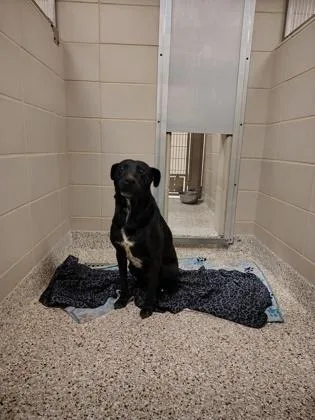 An adult large-sized male Labrador Retriever dog named Pixel for adoption in Gastonia, NC