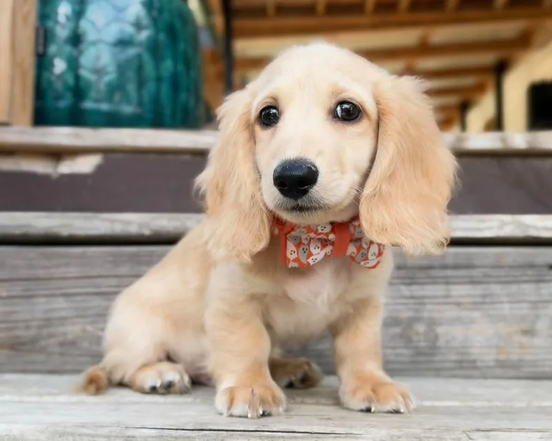 A young small-sized male Dachshund dog named Winny for adoption in Kittanning, PA