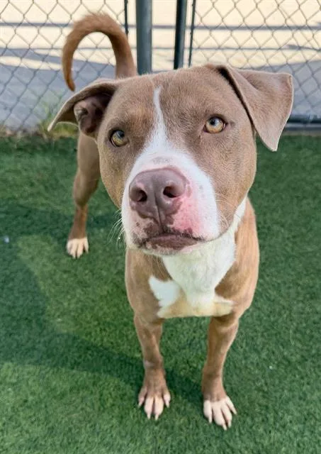 A young large-sized male Mixed Breed dog named Dust for adoption in Columbia, SC