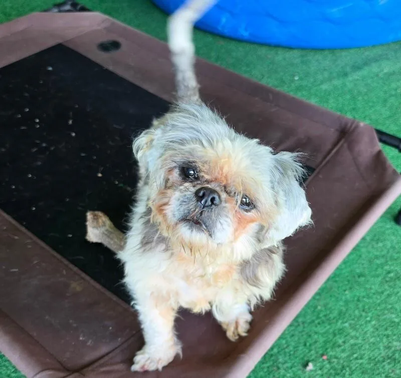 A senior small-sized female Shih Tzu dog named Pink Lady for adoption in Roanoke, VA