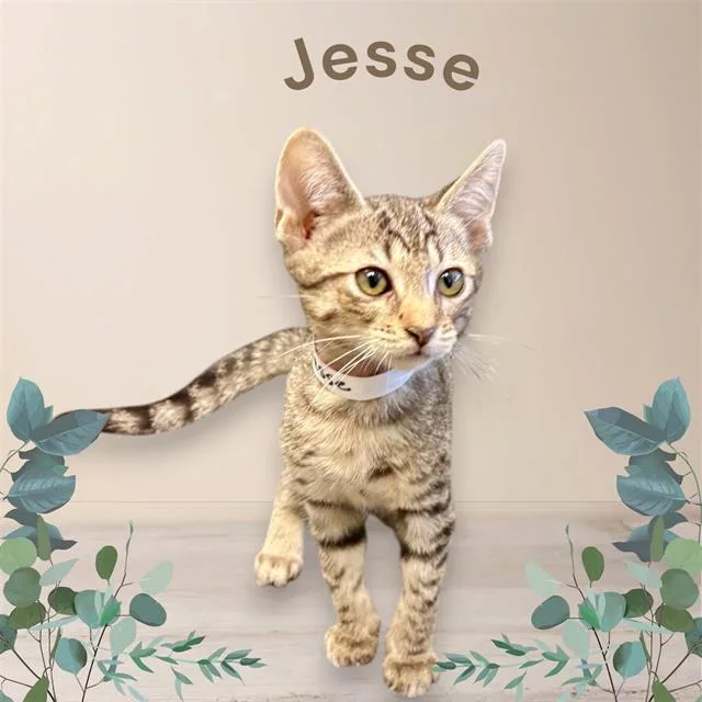 A baby small-sized male Domestic Short Hair cat named Jesse for adoption in Visalia, CA