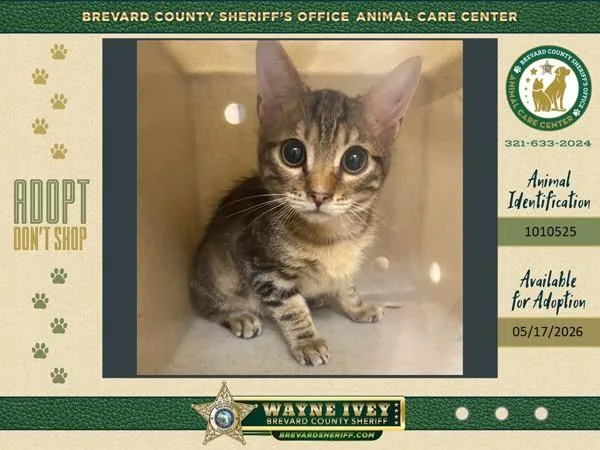 A baby small-sized male Domestic Short Hair cat named Theodore for adoption in Melbourne, FL