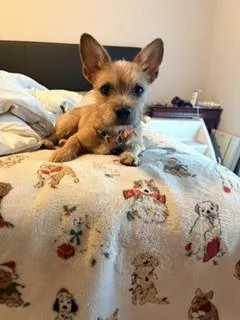 A young small-sized male Terrier dog named Tiny for adoption in Colorado Springs, CO