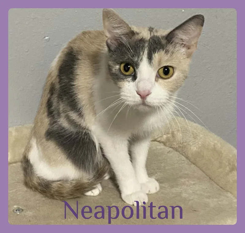 A young medium-sized female Dilute Calico cat named Neapolitan for adoption in Lawton, OK