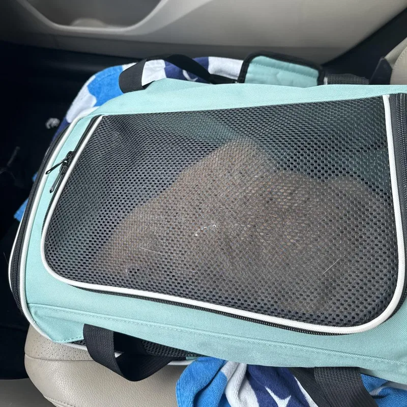 An adult small-sized male Orange / Red Domestic Short Hair cat named Danny for adoption in Greensboro, NC