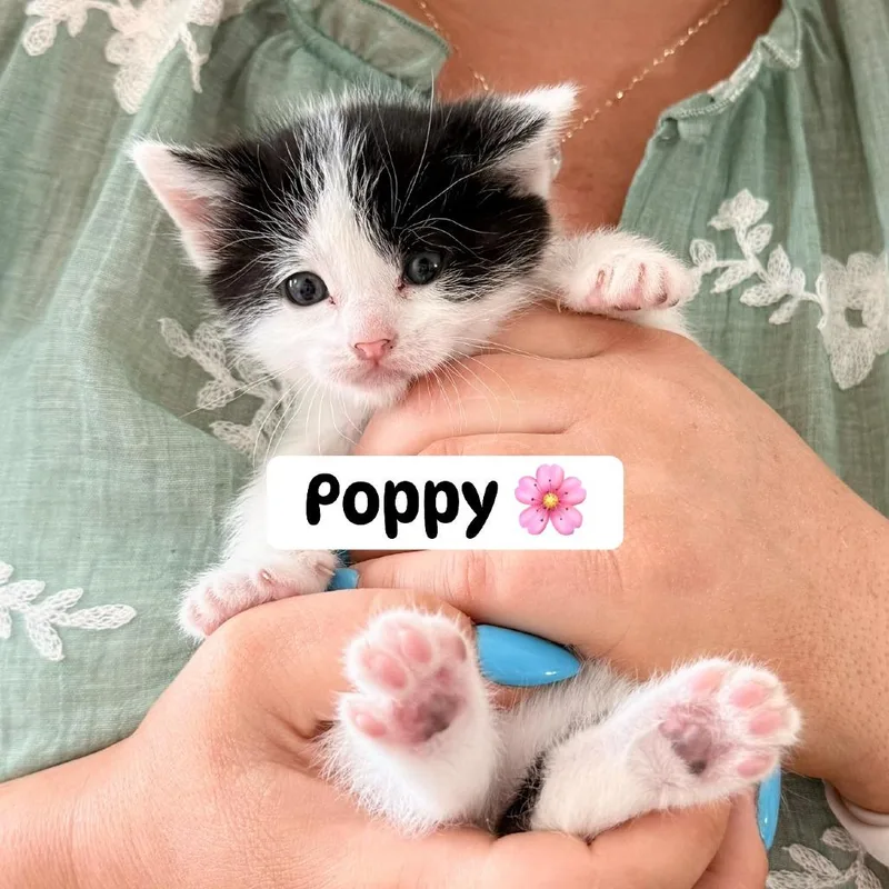 A baby small-sized female White Domestic Short Hair cat named Poppy Purse for adoption in Eagle Mountain, UT