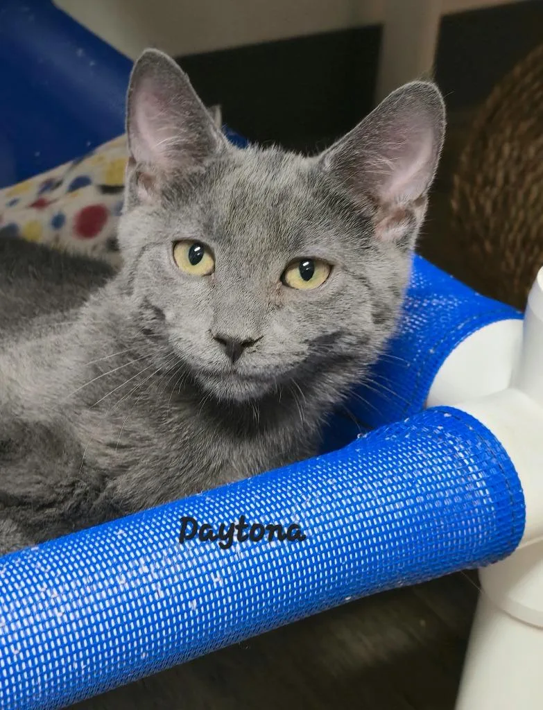 A young medium-sized male Domestic Short Hair cat named Daytona for adoption in Cedar Rapids, IA