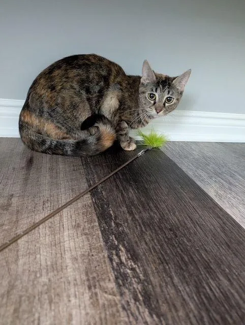 An adult medium-sized female Tabby (Brown / Chocolate) Domestic Short Hair cat named Nightingale for adoption in Lake Orion, MI