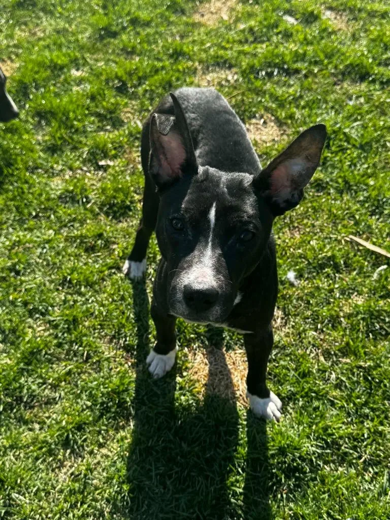 A baby medium-sized male Mixed Breed dog named Cartman for adoption in Detroit, MI