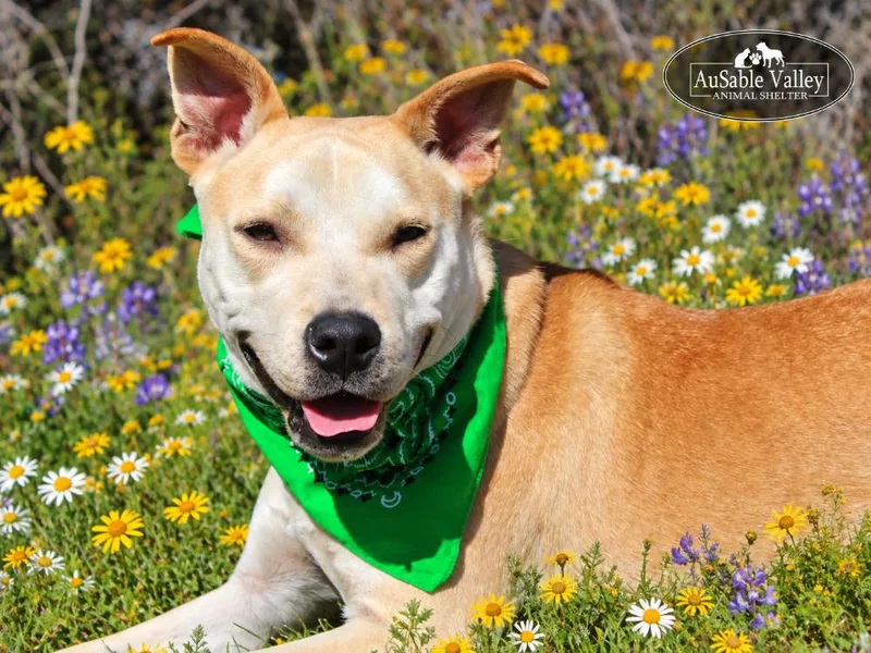 An adult medium-sized male Mixed Breed dog named Caramel for adoption in Grayling, MI