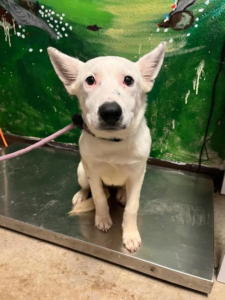 A baby medium-sized female Great Pyrenees dog named Ash for adoption in New Braunfels, TX