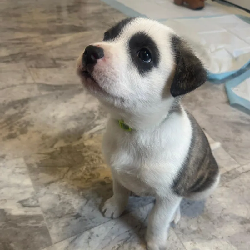 Arlo D