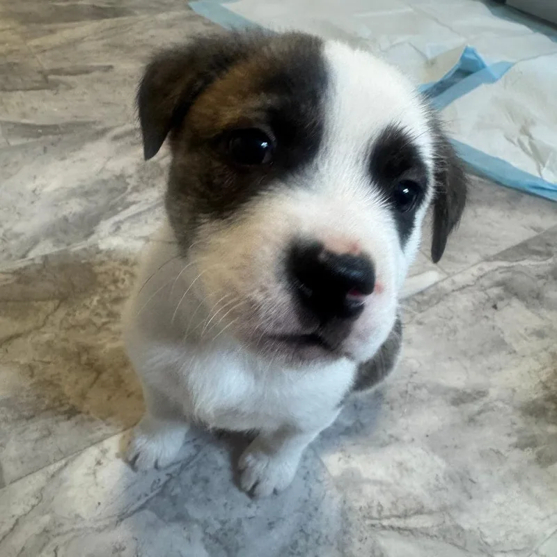 Arlo D thumbnail 2