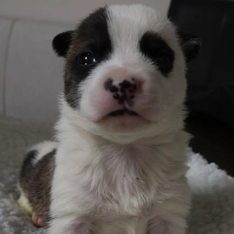 Arlo D thumbnail 4