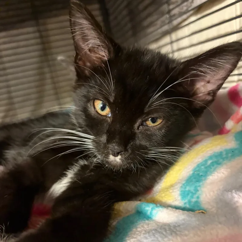A baby small-sized female Black Domestic Short Hair cat named Lyra for adoption in Waldorf, MD