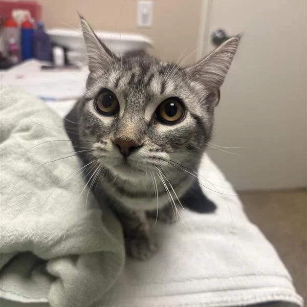 Dolly Purrton