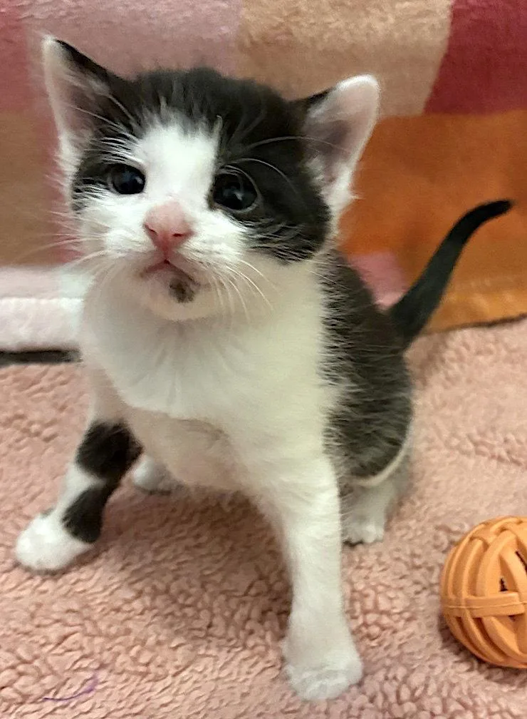 A baby medium-sized female Black & White / Tuxedo Domestic Short Hair cat named Lovey for adoption in Albemarle, NC