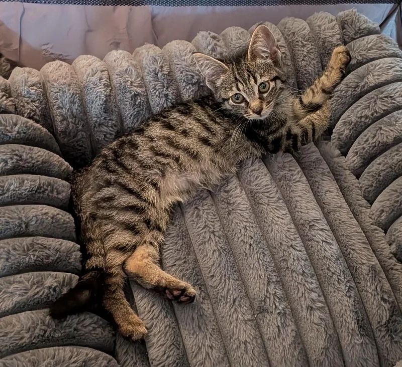 A baby small-sized male Tabby (Brown / Chocolate) Domestic Short Hair cat named Jalapeño for adoption in Bayonne, NJ