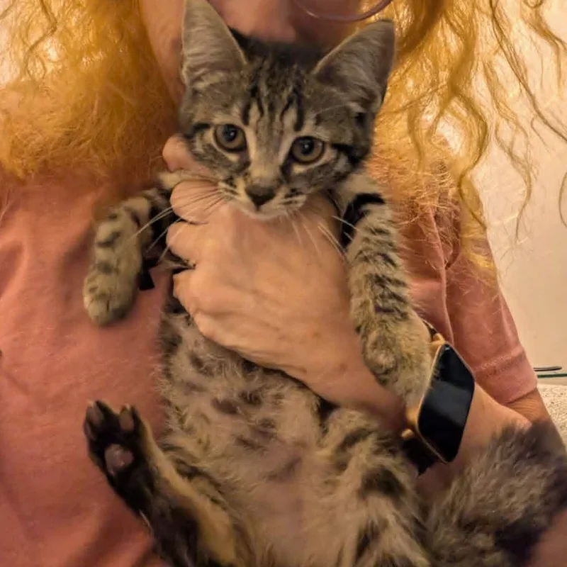 Jalapeño thumbnail 2
