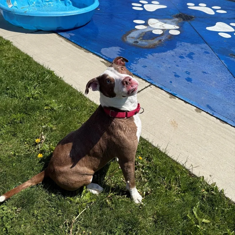 Rasputia