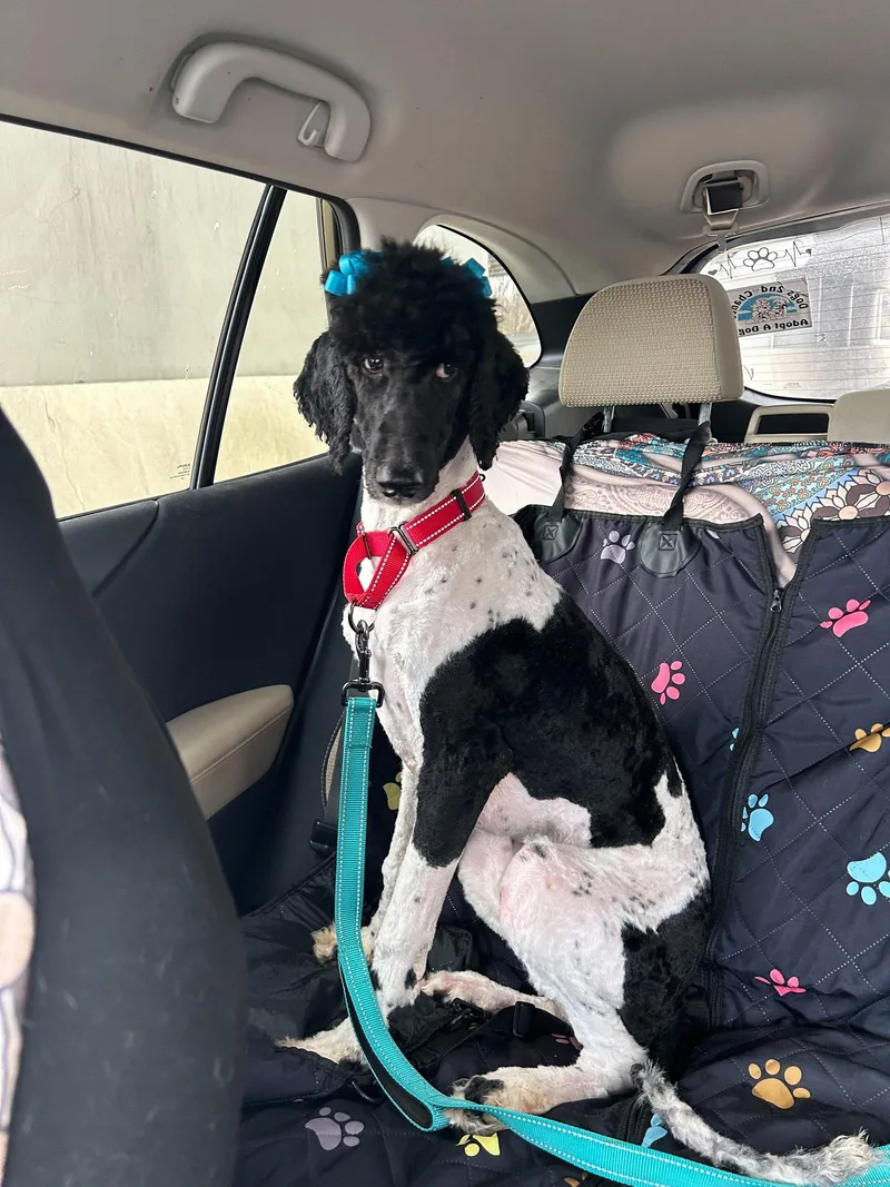 A young large-sized female Standard Poodle dog named Reign for adoption in Munford, TN