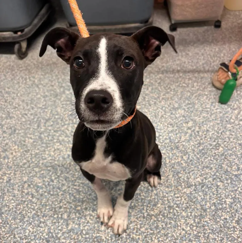 A baby medium-sized male Pit Bull Terrier dog named Jasper for adoption in Stillwater, OK