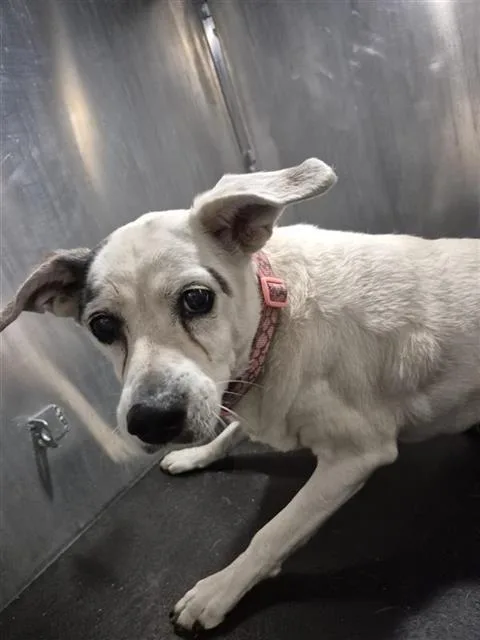 A senior small-sized female Parson Russell Terrier dog named Larry for adoption in San Antonio, TX