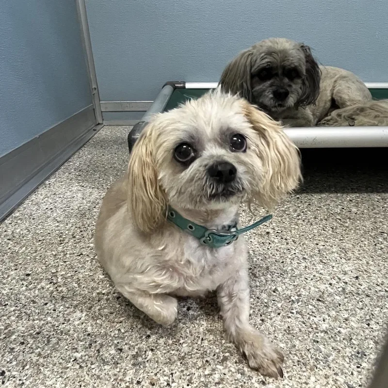 A senior small-sized male White / Cream Shih Tzu dog named Teddy for adoption in Detroit Lakes, MN